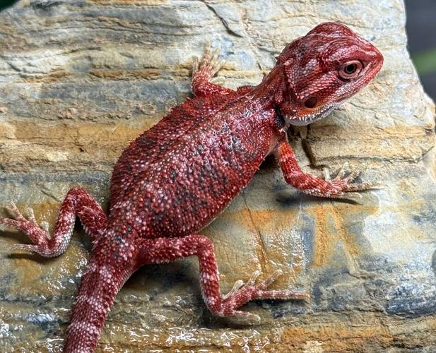 Caring for a baby bearded dragon Housing, food, temperature – Where to start?