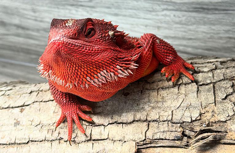 Red Monsters – Why they’re so popular Bearded dragons have long been one of the most beloved reptiles for pet owners worldwide. Their docile nature, stunning appearance, and interactive personalities make them an ideal companion for reptile enthusiasts of all experience levels. 