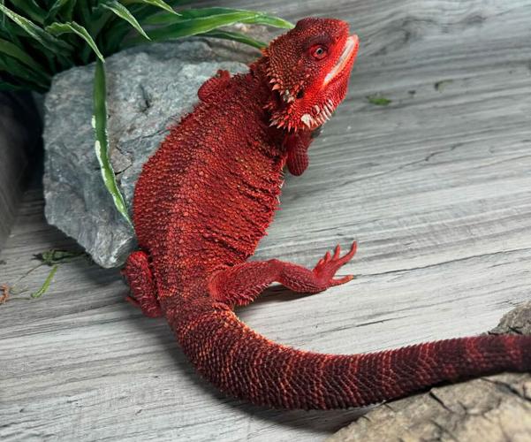 The history of red bearded dragons The Rise of Red Bearded Dragons