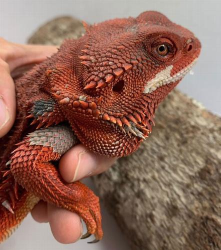Why bearded dragons make great pets Bearded dragons have become one of the most popular reptile pets worldwide, and for good reason. 