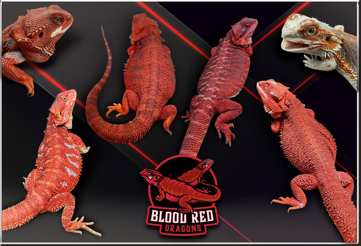 Collage of our red monster bearded dragons