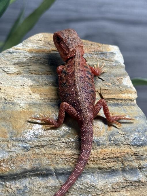 baby blood red bearded dragon on rock
