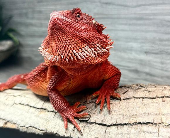 Dino our blood red monster dragon