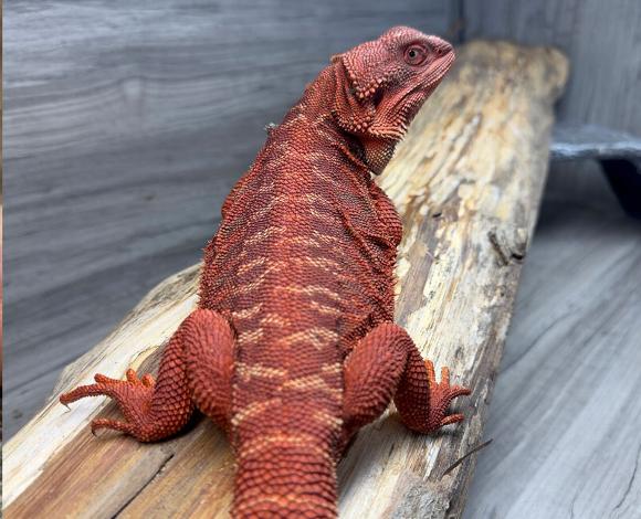 phoenix our female blood red dragon