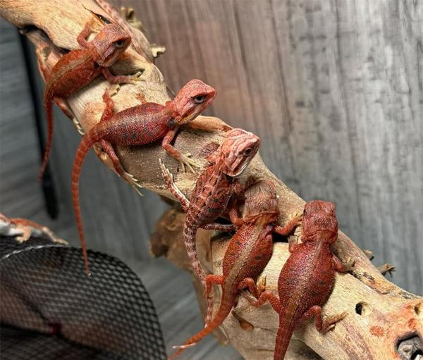 baby red bearded dragons