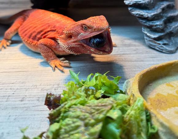 Beaded dragon with food