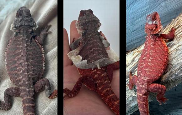 Bearded dragon shedding in stages