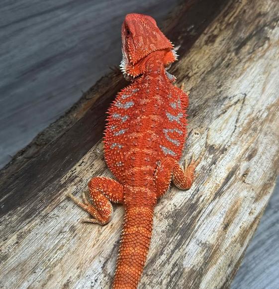 Neptune, our bearded red dragon