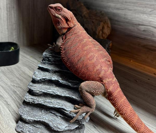 adult red bearded dragon