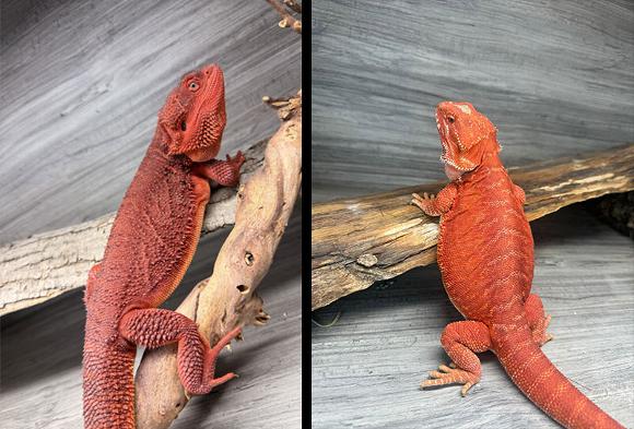 dino and ruby blood red dragons