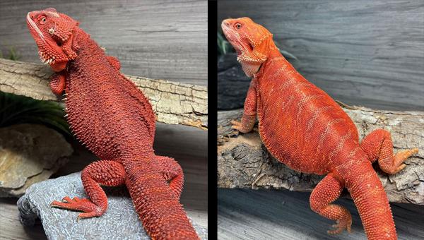 ruby and dino our red dragon pairing