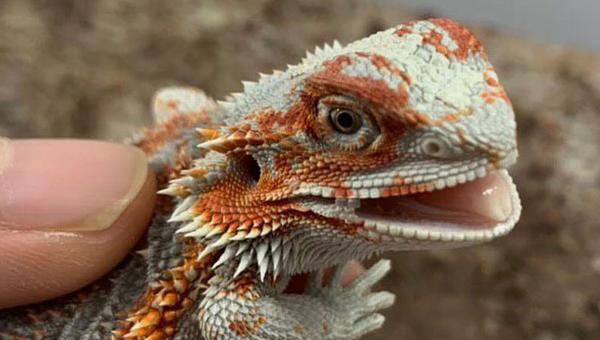 Snow our female paradox blood red dragon