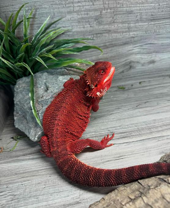 Dino our blood red monster bearded dragon