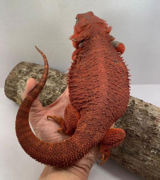 Mawley Our female blood red dragon