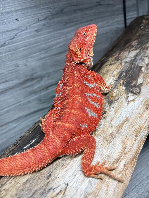 Neptune our Blood red Dragon