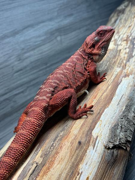Phoenix our red dragon