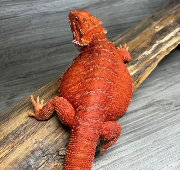 Ruby our female blood red bearded dragon