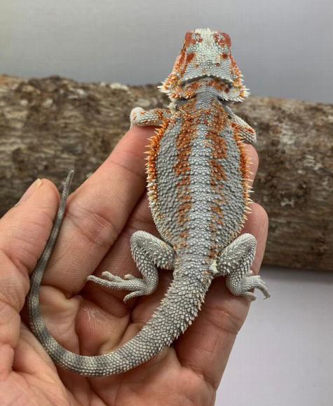 Snow our paradox bearded dragon